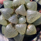 Rare Haworthia Emelyae VAR. Comptoniana Oyayubihime - Succulent Plants – Unique Varieties | Live Indoor Plants | Low-Maintenance | Great for Collectors, Home, Office, and Gifts