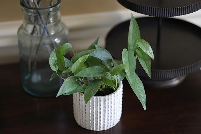PLANTVERS Cebu Blue Pothos Epipremnum Pinnatum in 3" Nursery Pot | Vining Plant | Lowlight Indoor Plant | Office Plant | Air Purifying Trailing Plants