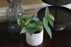 PLANTVERS Cebu Blue Pothos Epipremnum Pinnatum in 3" Nursery Pot | Vining Plant | Lowlight Indoor Plant | Office Plant | Air Purifying Trailing Plants