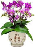 W&W Orchid Pot with Holes and Saucer for Repotting and Better Grow, Cream White, 6.5"