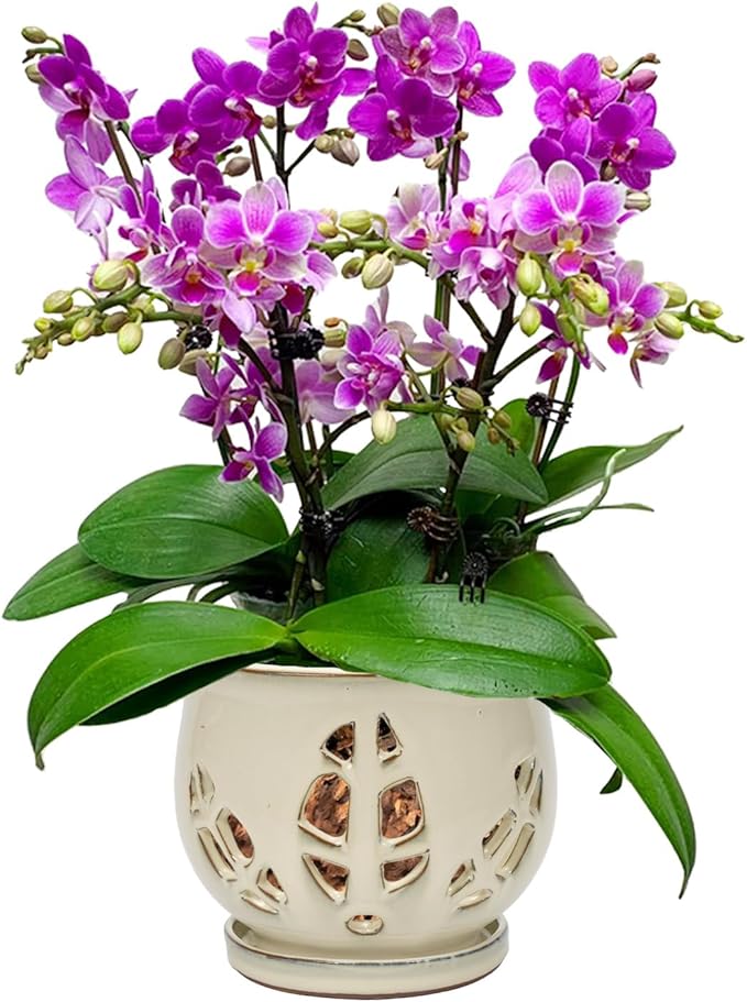 W&W Orchid Pot with Holes and Saucer for Repotting and Better Grow, Cream White, 6.5"