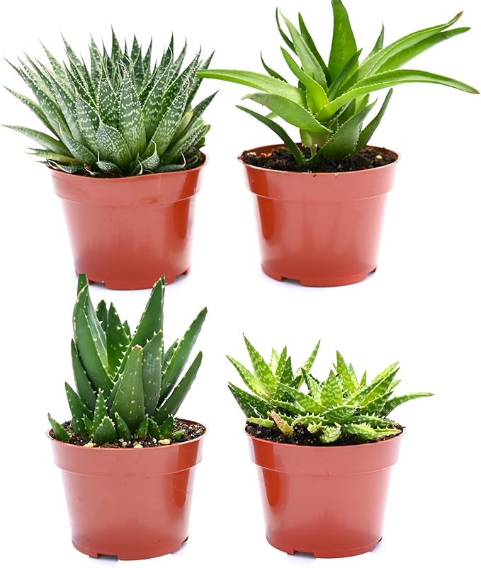 Live Aloe Succulents – Large Assorted 4-Inch Aloe Succulents – Fully Rooted Aloe Succulents (4)