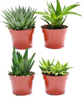 Live Aloe Succulents – Large Assorted 4-Inch Aloe Succulents – Fully Rooted Aloe Succulents (4)