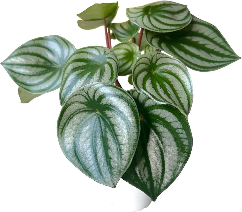 Watermelon Plant, Peperomia argyreia, Live Indoor Plant, Easy to Care and Grow Plant, 4 inch Pot - Hopewind Plants Shop