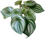 Watermelon Plant, Peperomia argyreia, Live Indoor Plant, Easy to Care and Grow Plant, 4 inch Pot - Hopewind Plants Shop