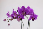 Athena's Garden Live Orchid Plant, Light Pink Double Spike Phalaenopsis in Container, Long Lasting, Easy Care (Orchid PA-OPP3LPSQ4)