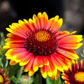 Clovers Garden Blanket Flower (Gaillardia) Arizona Sun Plants – Two (2) Live Plants – Non-GMO - Not Seeds - Each 4" to 8" Tall – in 4" Inch Pots – Hardy Flowering Perennial, Pollinator Favorite