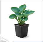 Live Perennial Hosta - Abiqua Drinking Guord (3 Plants Per Pack) Beautiful Accent Plant, 10" Tall by 4" Wide in 1 Qt Pot