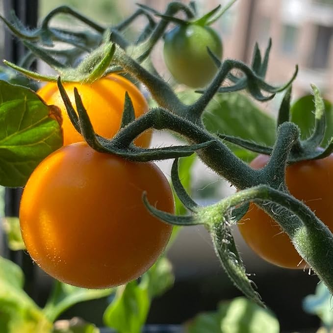 Bonnie Plants Sun Sugar Yellow Cherry Tomato - 4 Pack Live Plants, Disease Resistant, 7 - 9 Ft. Tall Plants, Great For Salads & Snacking