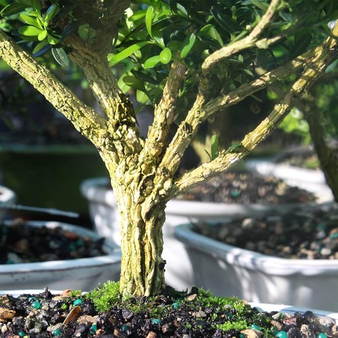 Brussel's Live Harland Boxwood Outdoor Bonsai Tree - 4 Years Old; 8" to 10" Tall with Decorative Container, Humidity Tray & Deco Rock