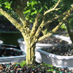 Brussel's Live Harland Boxwood Outdoor Bonsai Tree - 4 Years Old; 8" to 10" Tall with Decorative Container, Humidity Tray & Deco Rock