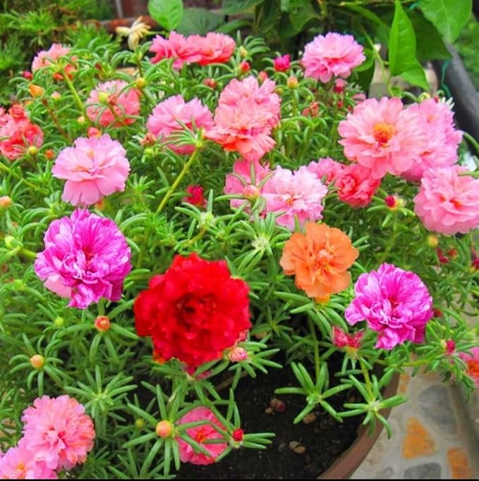 Mixed Color-10000 Sun Rose Seeds - Mexican Rose, Portulaca Grandiflora Mix, Moss-Rose Purslane, Eleven O'clock, Rock Rose