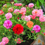 Mixed Color-10000 Sun Rose Seeds - Mexican Rose, Portulaca Grandiflora Mix, Moss-Rose Purslane, Eleven O'clock, Rock Rose