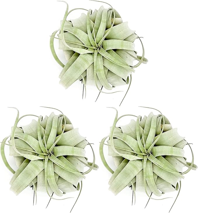 ragnaroc Air Plants - Tillandsia Xerographica, Large 5-7” - 3ct - Live Arrival Gauranteed - House Plants for Home Decor & Gift