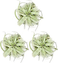 ragnaroc Air Plants - Tillandsia Xerographica, Large 5-7” - 3ct - Live Arrival Gauranteed - House Plants for Home Decor & Gift