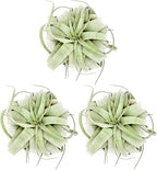 ragnaroc Air Plants - Tillandsia Xerographica, Large 5-7” - 3ct - Live Arrival Gauranteed - House Plants for Home Decor & Gift