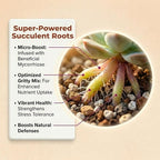 Molly's Succulent Mix - Premium Gritty Soilless Potting Mix for Succulents, Cactus and Bonsai - Contains Akadama, Hyuga, Bark Fines, Pumice, Lava Rock, Mycorrhizae 5 Dry Quarts