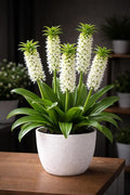 Indoor White Pineapple Lily Bulbs for Growing - 2 Bulbs - Great House Plant, Easy to Grow - Fancy White Blooms