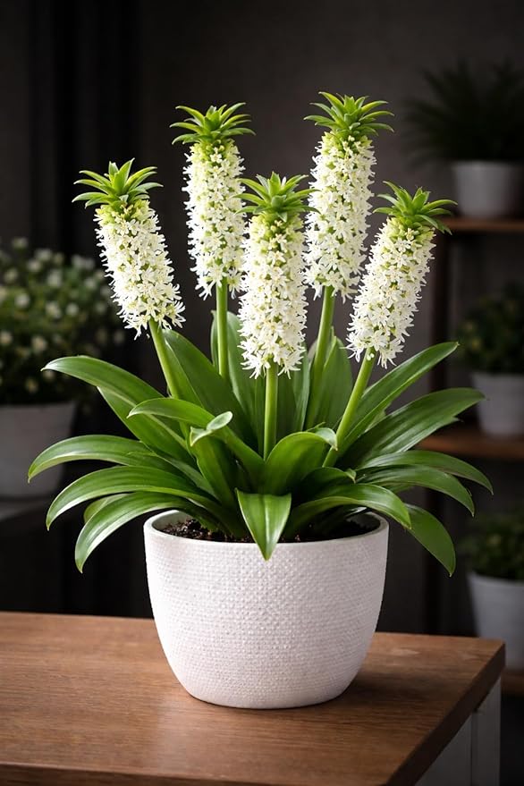 Indoor White Pineapple Lily Bulbs for Growing - 2 Bulbs - Great House Plant, Easy to Grow - Fancy White Blooms