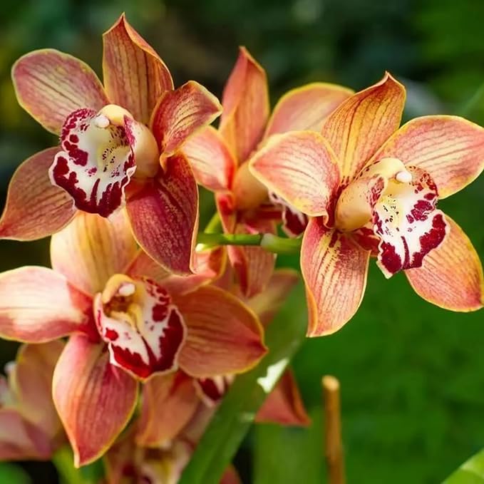 Cymbidium Orchid Seeds for Planting - 100+ Mixed Silk Butterfly Orchid Plants Flower Seeds Home Decoration Cymbidium Flowers Plants