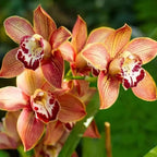 Cymbidium Orchid Seeds for Planting - 100+ Mixed Silk Butterfly Orchid Plants Flower Seeds Home Decoration Cymbidium Flowers Plants