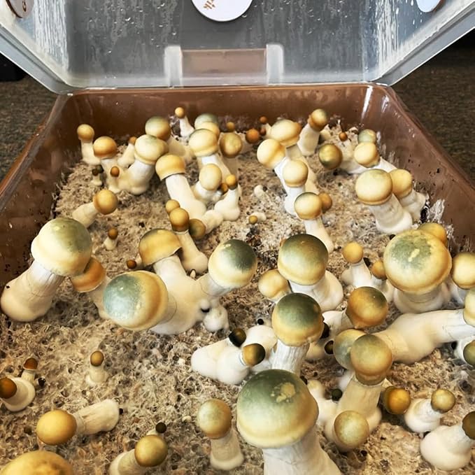 Premium Mushroom Monotub [XLarge, 68Q Grow Kit] Portable and Compact Fruiting Chamber with Filter Discs, Liner and Adjustable Air Vents, 22.8 x 15.7” x 12”, Brown