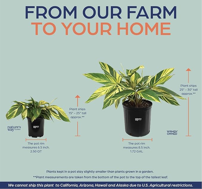 Nature's Way Farms Ginger Variegated Live Plant (25-30 in. Tall)