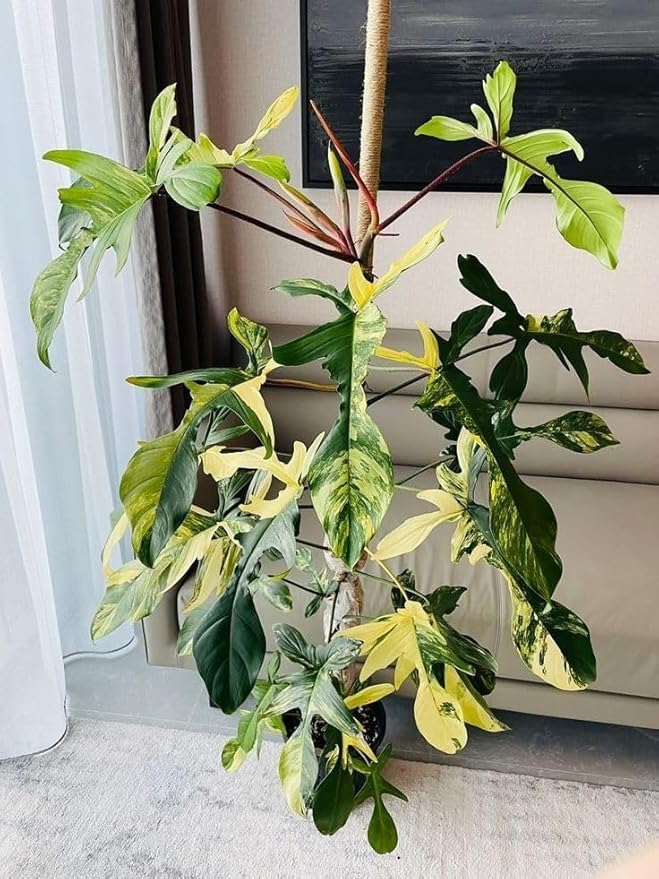 Philodendron Florida Beauty Variegated – 4" Live Plant | Rare Collector Aroid | Cream & Green Variegated Leaves | Tropical Indoor Houseplant