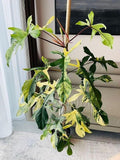 Philodendron Florida Beauty Variegated – 4" Live Plant | Rare Collector Aroid | Cream & Green Variegated Leaves | Tropical Indoor Houseplant
