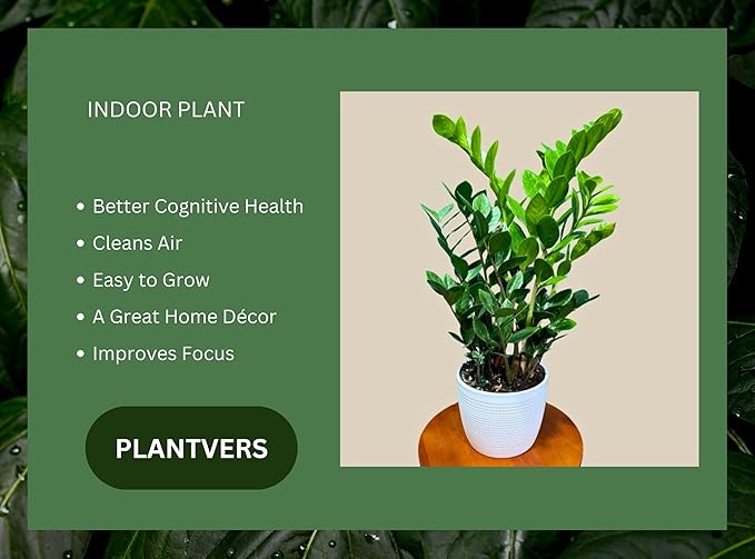 PLANTVERS Green ZZ Plant – Zamioculcas Zamiifolia | Hardy Tropical Foliage with Upright Glossy Leaves | Low-Light Tolerant & Easy Care for Home or Office Display (6" Grow Pot)