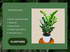 PLANTVERS Green ZZ Plant – Zamioculcas Zamiifolia | Hardy Tropical Foliage with Upright Glossy Leaves | Low-Light Tolerant & Easy Care for Home or Office Display (6" Grow Pot)