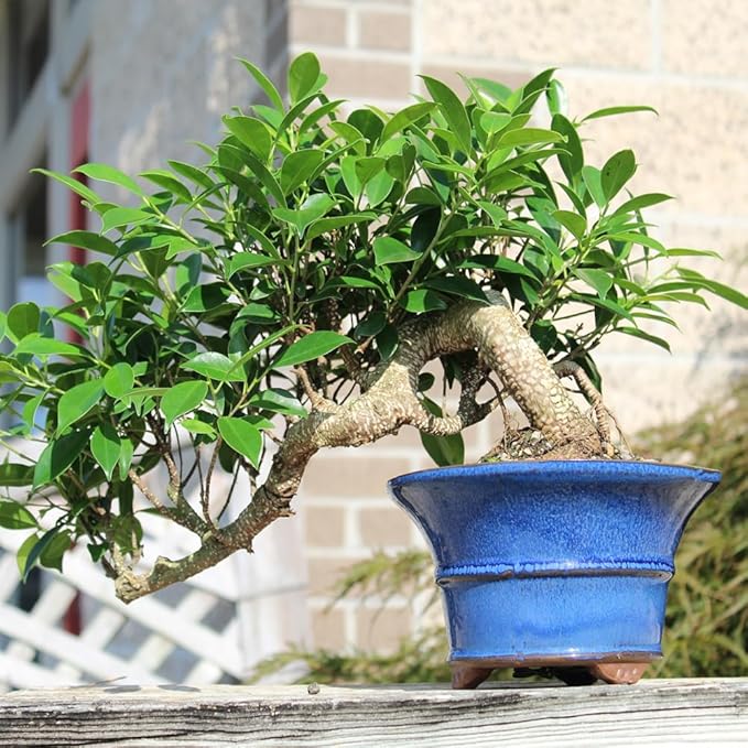 Brussel's Bonsai - Live Golden Gate Ficus Bonsai Tree in Ceramic Bonsai Pot, Indoor Bonsai Plant, 4 Inches Tall, Easy Care Houseplant for Home or Office (Small, Green)
