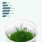 SubstrateSource Live Plant - Dwarf Hairgrass Eleocharis Belem Tissue Culture Aquatic Live Aquarium Plant - 100% Snail Free in Vitro Cup (Dwarf Hairgrass)