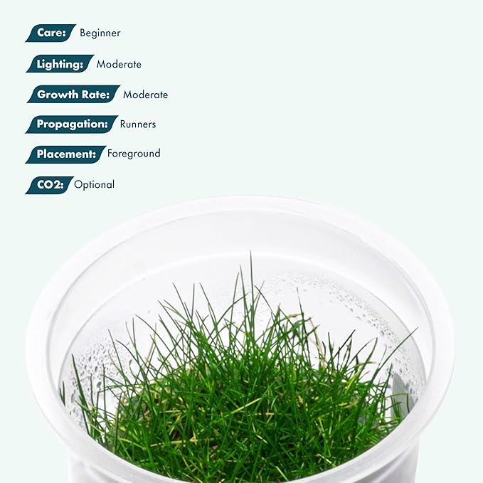 SubstrateSource Live Plant - Dwarf Hairgrass Eleocharis Belem Tissue Culture Aquatic Live Aquarium Plant - 100% Snail Free in Vitro Cup (Dwarf Hairgrass)