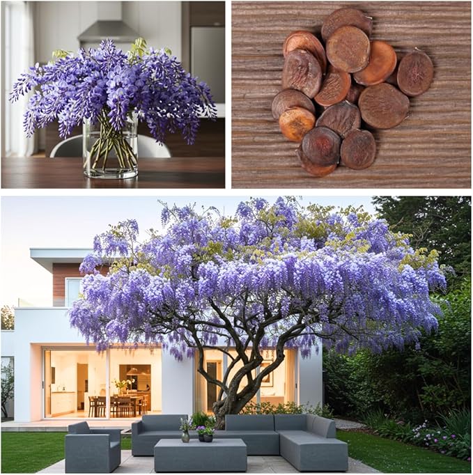Purple Wisteria Tree Seedling – 1-Year-Old Well-Rooted Blooming Vine Plant – Fast-Growing Climbing Tree for Trellises, Pergolas, or Garden Landscaping