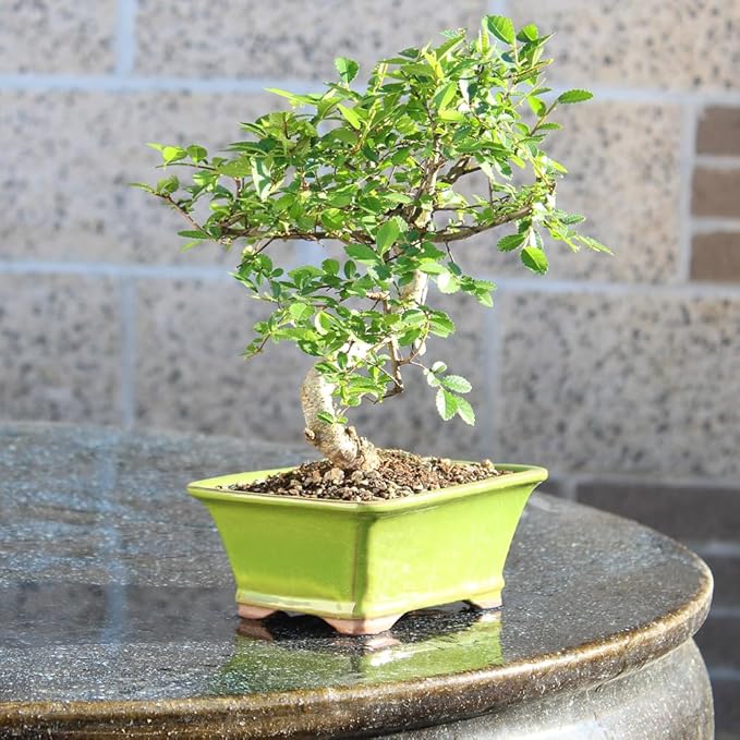 Chinese Elm