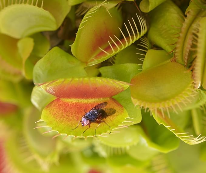 Altman Plants Live Venus Fly Traps Carnivorous Plants (3PK), Live Plants & Indoor Plants for Kids, Live Venus Fly Trap Plant Terrarium Plant Trio in Adult Venus Fly Trap Soil & Carnivorous Plant Soil