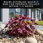 Oxalis Triangularis Bulbs - Purple Shamrock Bulbs - Good Luck Plant - Fast Growing Year Round Color Indoors or Outdoors - Oxalis Shamrock Bulbs - (10 Bulbs)