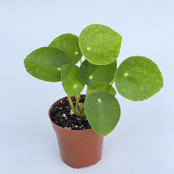 Chinese Money Plant Live (Pilea Peperomioides) | Available in 2.5 Inch & 4 Inch Nursery Pot or Add Our Geometric Self-Watering Planter | Air Purifying (Nursery Pot, 2.5 inch Pot)