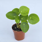 Chinese Money Plant Live (Pilea Peperomioides) | Available in 2.5 Inch & 4 Inch Nursery Pot or Add Our Geometric Self-Watering Planter | Air Purifying (Nursery Pot, 2.5 inch Pot)