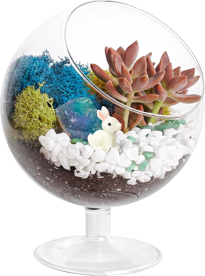 Creations by Nathalie DIY 6" DIY Chalice Terrarium Kit - Build Your Own Glass Terrarium for Adults & Teens with Moss, Crystals, Tools & Decor - Handcrafted in the USA (Live Plant Included)