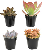 Live Succulents 4-Pack, Mini Plants Succulent Mix, Live Plants, Mini Succulents, House Plants, Live Succulent Plants, Outdoor & Indoor Plants for Event, Wedding, Kid Crafts
