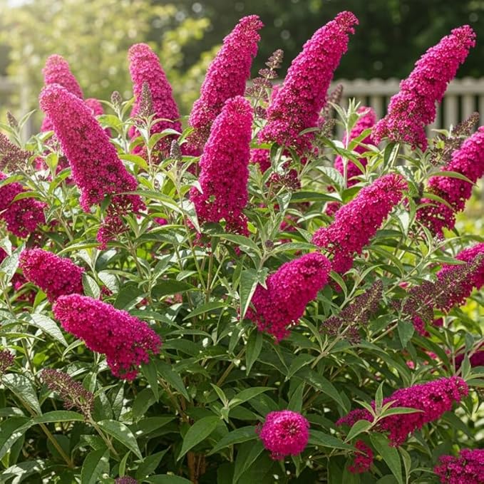 Raspberry Butterfly Bush Live Shrub Plant Shrub, Buddleia Bush Well Rooted, 5 to 10 Inc Tall