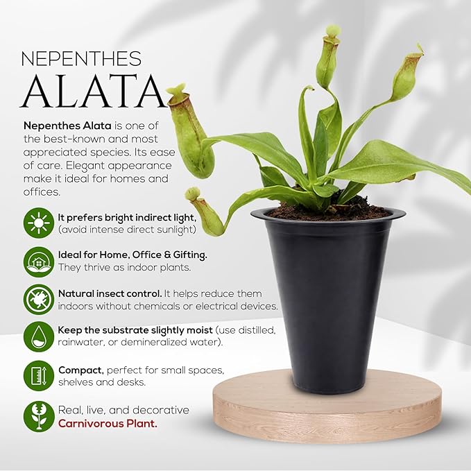 Pitcher Plant Collection (4 Pack) Rare Nephentes Live Carnivorous Plants- Gaya, Miranda, Lady Luck & Alata- Insect Eating Indoor Plants, Exotic Live Pitcher Plants