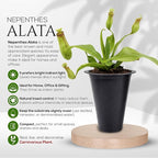 Pitcher Plant Nepenthes Miranda (4 Pack) Rare Nephentes Live Plants-Carnivorous Insect Eating Plant, Indoor Tropical Houseplant, Easy Care Pitcher Plant Live, Starter Size Carnivorous Plant for Indoor