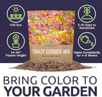 Cosmos Seeds Wildflower Mixture - Bulk 1 Ounce Packet - Over 5,000 Seeds - Pink, Yellow, Orange, Red, Purple and White Mixed Species!