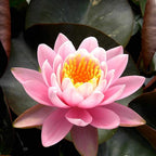 Nymphaea Fabiola Pink Hardy Water Lily Rhizome Live Aquarium Plant BUY2GET1FREE