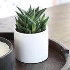 Plants for Pets Haworthia Zebra Plant Succulent in 2.5 Inch White Succulent Pot, Pet Friendly Houseplant, Live Plant Gift, Dog & Cat Safe Plants, Low Light Mini Succulents for Home Decor