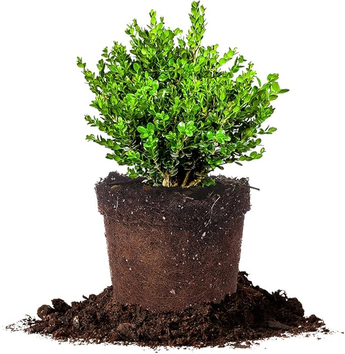Perfect Plants Wintergreen Boxwood Live Plant, 3 gallon, Includes Care Guide