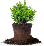 Perfect Plants wintergreen bush boxwood, 1 gallon, Includes Plant Food